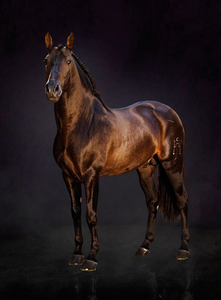 Photograph Ignacio Alvar  Thomas Head Stallion on One Eyeland